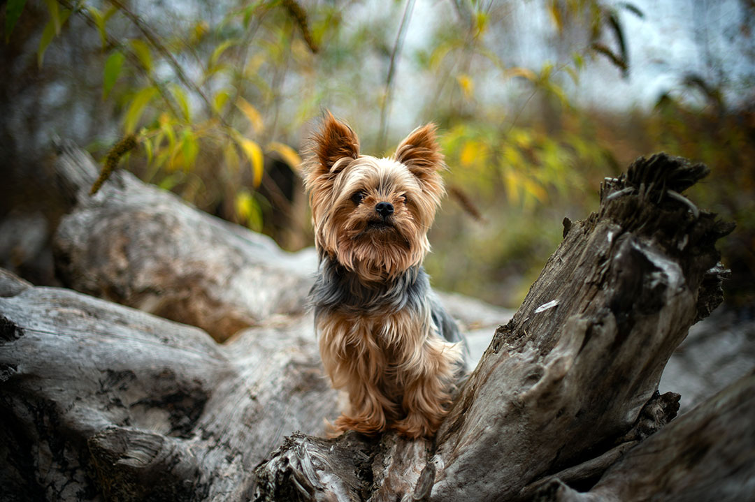 Tuki - Photo from One of Our Many Adventures