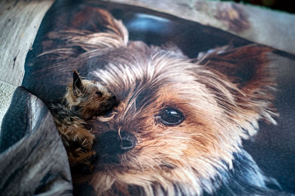 The day we had to say goodbye. Out sweet Lil Tuki resting on his devotion blanket!