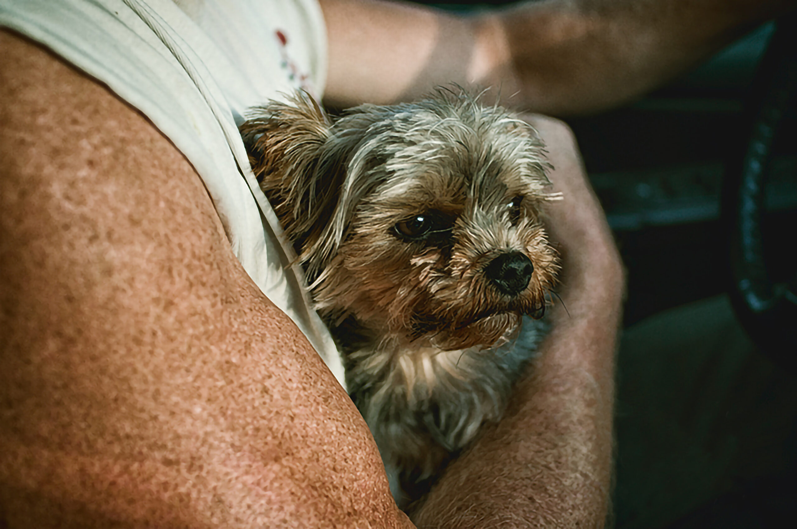 Tuki Dedication - A Yorkie's Love - LilTuki.com