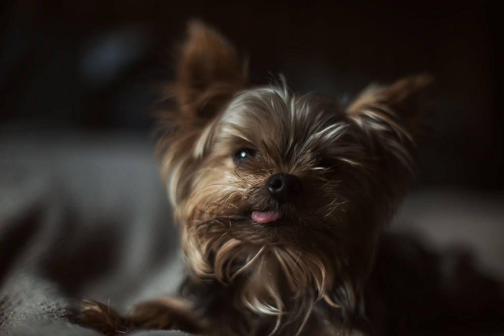 Tuki, the Yorkie who inspired LilTuki